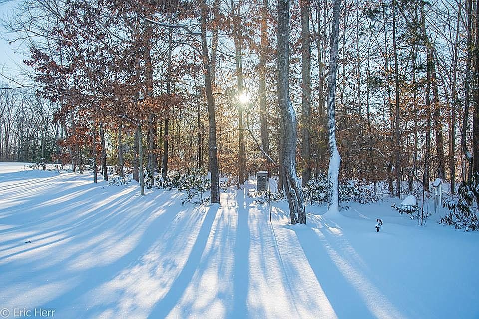 Front woods
