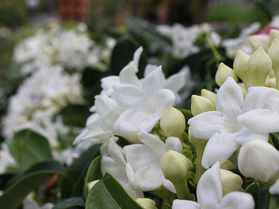 Stephanotis Flowers Growing on Fence Boundary