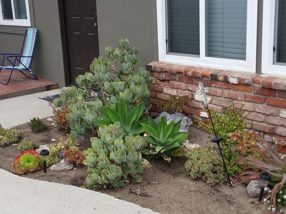 Front yard