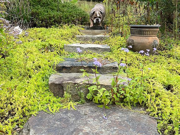 English bulldog lives on property (inside dog)