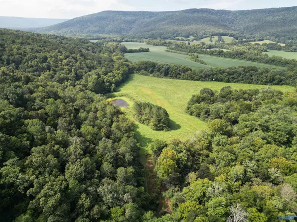 County Road 12, Hollytree, AL 35751