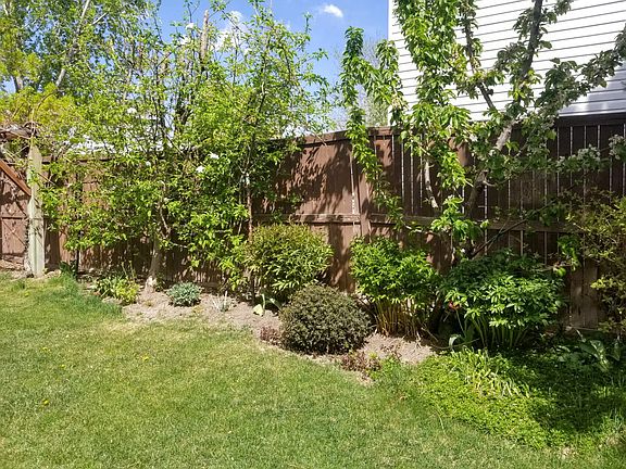The apple tree