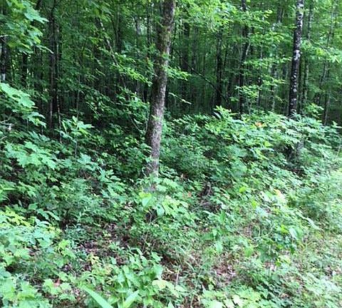 2nd image of LOT 105 Big Piney Loop