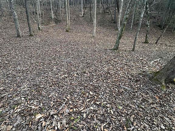 5th image of Plantation Trl