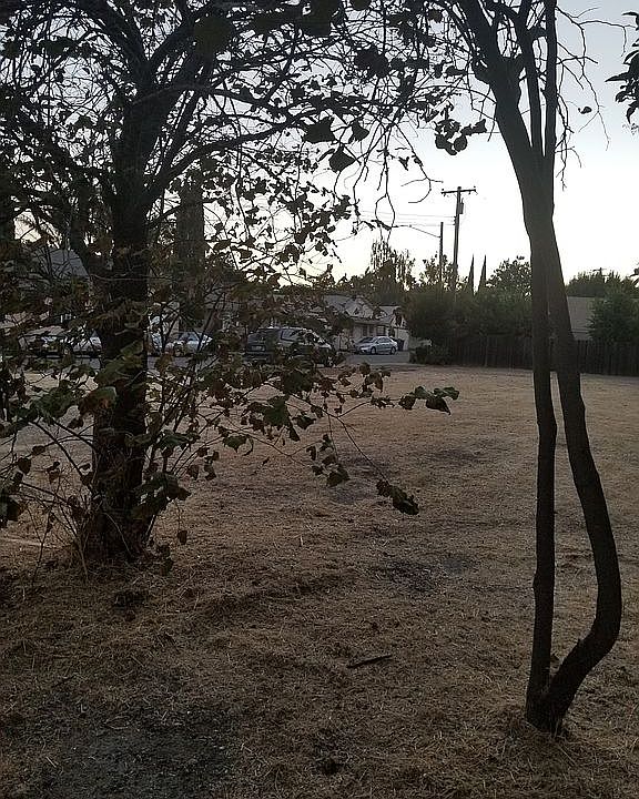 Couple of trees on lot