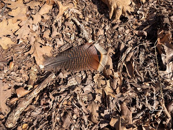 2265 Dalton Rd Peru 60 54