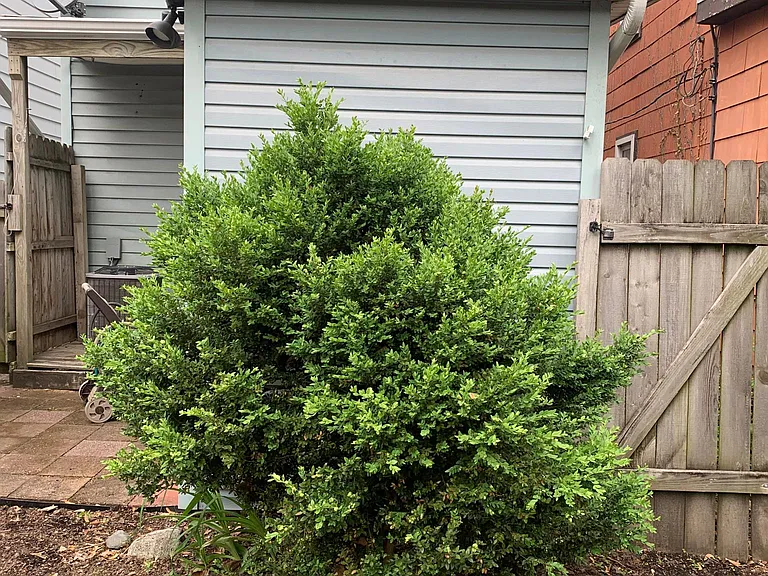 35 W Ramlow Aly — Photo 13