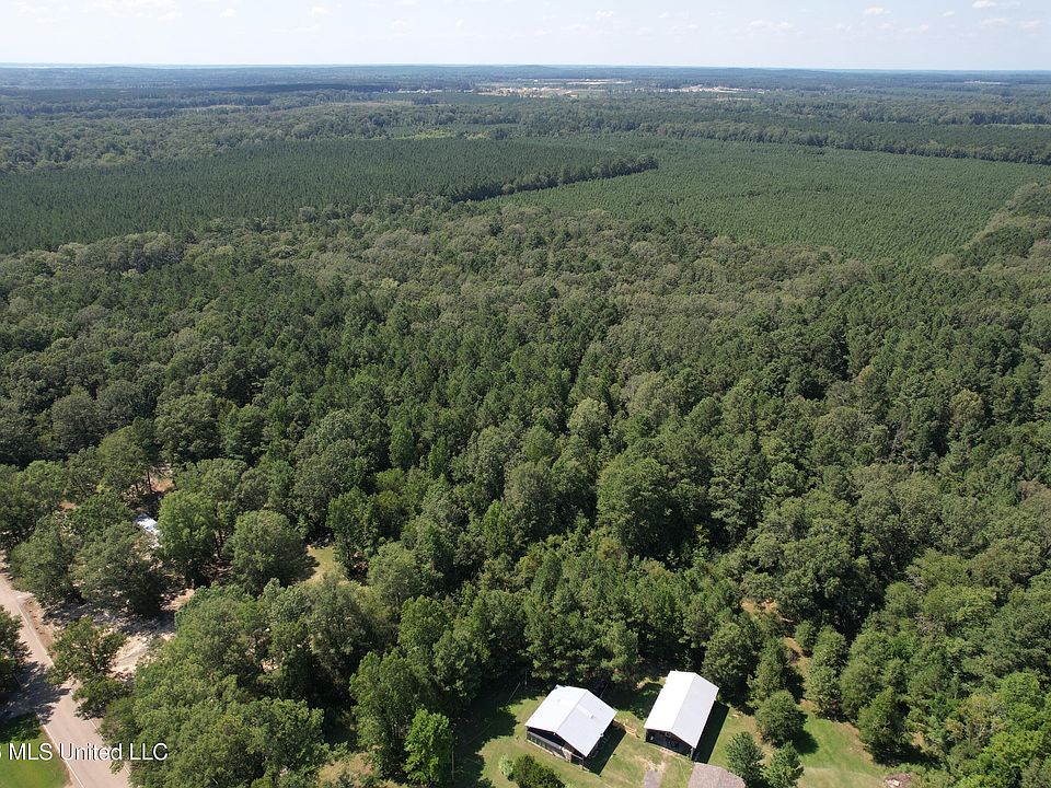 1st image of Holly Bush