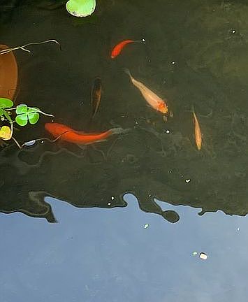Nemo & Friends in front pond