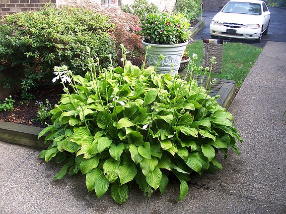 Huge Hosta