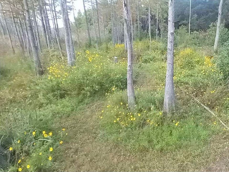 2nd image of 1762 Lafayette Cove Rd