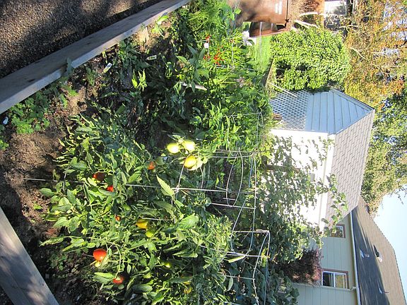 raised beds