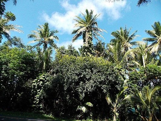 1st image of 12-7226 Kalapana Kapoho Beach Rd Lot 13