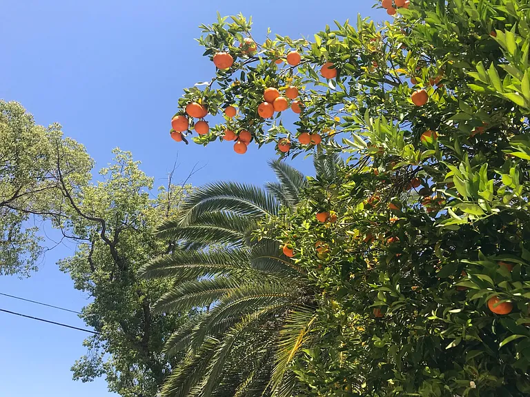 2 tangerine trees on the property