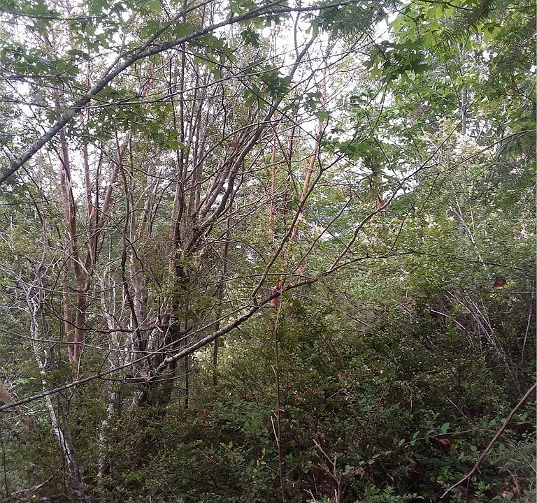 2nd image of 0 Aquila Ridge Road
