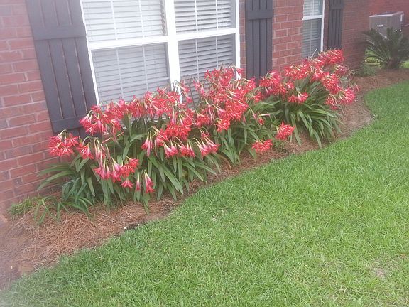 perennials front yard