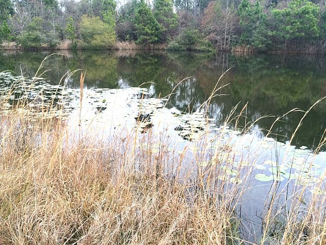 2nd image of 85640 Owens Rd