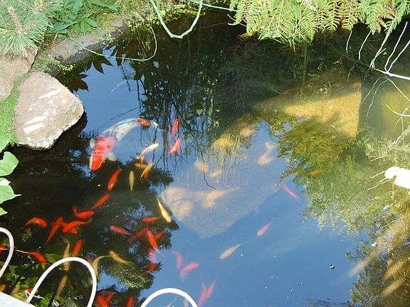 koi pond with goldfish & mollies