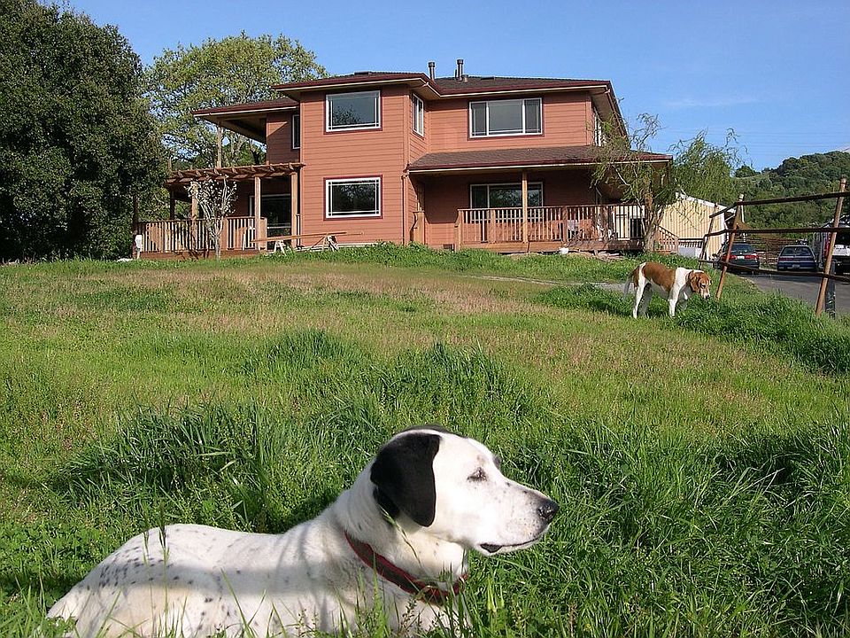 Dog's Eye View