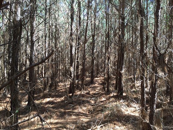 13 year old pine plantation