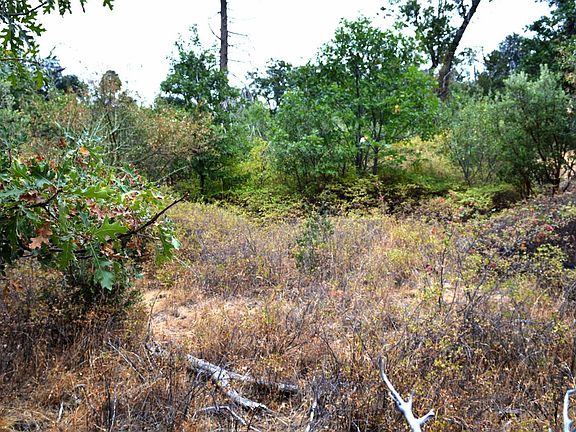 On the property about 20 feet in from Millwood Rd. Looking east.