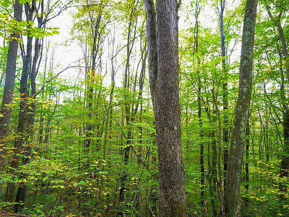 4th image of 0 Rogers Mill Rd