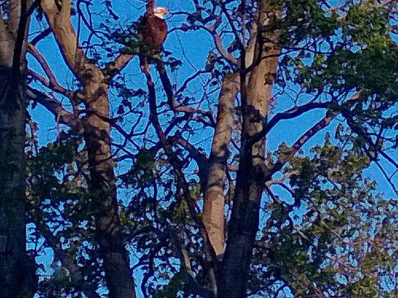 Bald Eagles in morning
