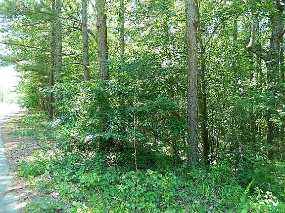 3rd image of 185 Screech Owl Lot A1