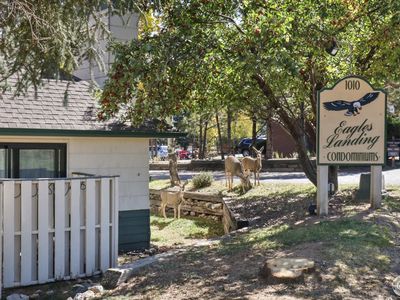 1010 S Saint Vrain Ave #D-4, Estes Park, CO, 80517