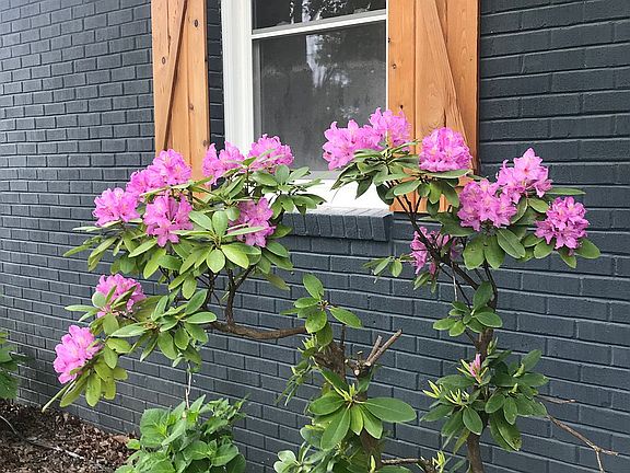 Rhododendron spring blooms 