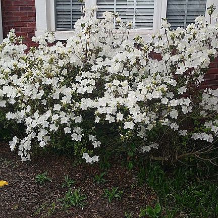3rd image of 7174 Goldenrod Ct