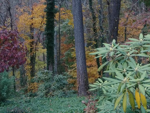 Fall foliage, native rhododendron