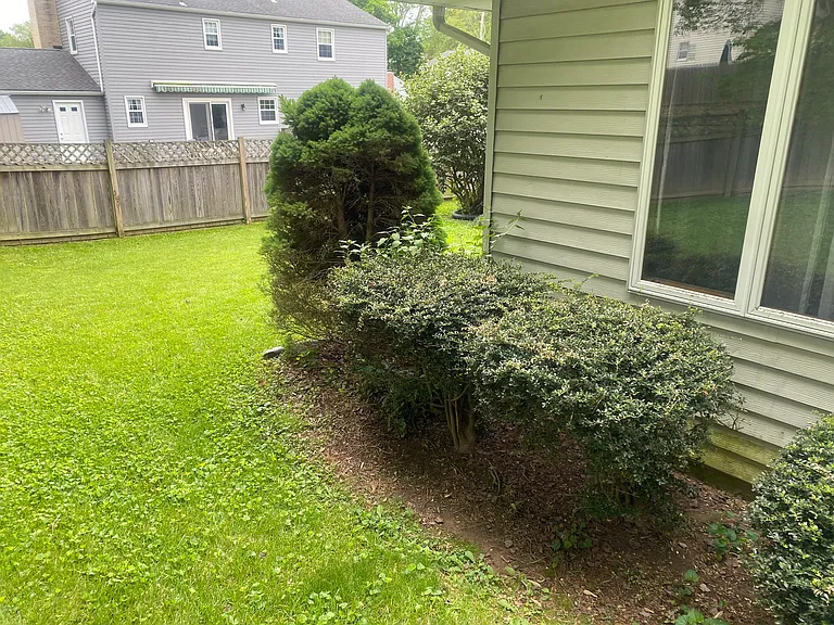 the back yard is large, perfect for dogs. Here are bushes outside of the addition