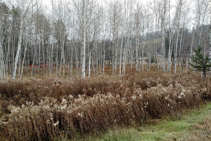 2nd image of Tbd Bellagomba Rd