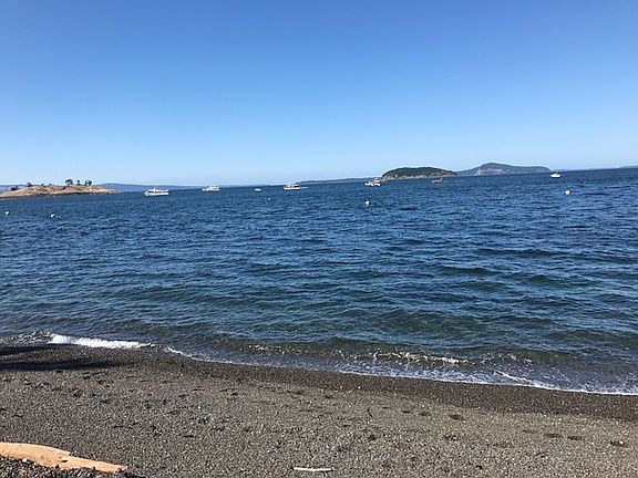Whales passing by the beach