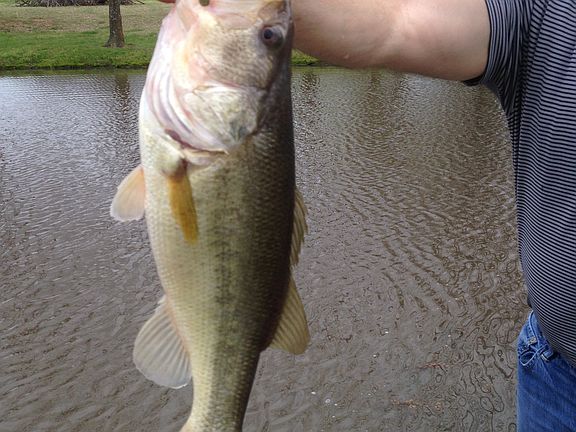 Loaded with wide mouth bass!