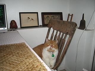 picasso the boss cat