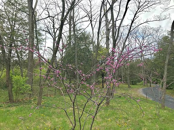 Red Bud lined driveway
