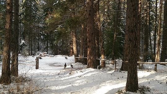 Back Yard, Visiting Wild Turkeys