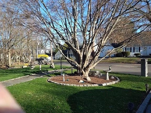 Tree in shared front yard