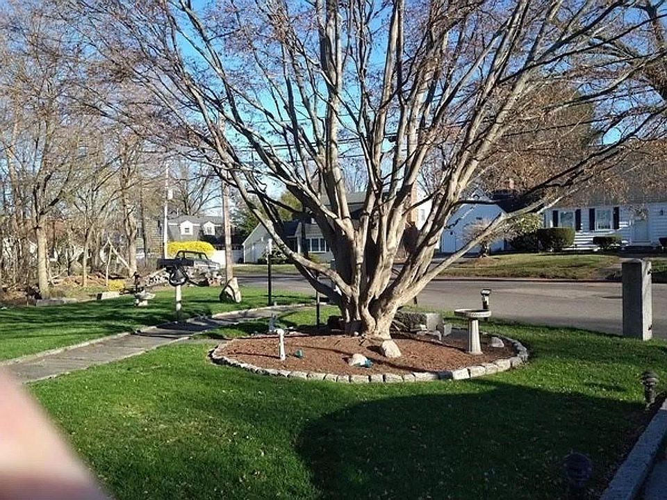 Tree in shared front yard