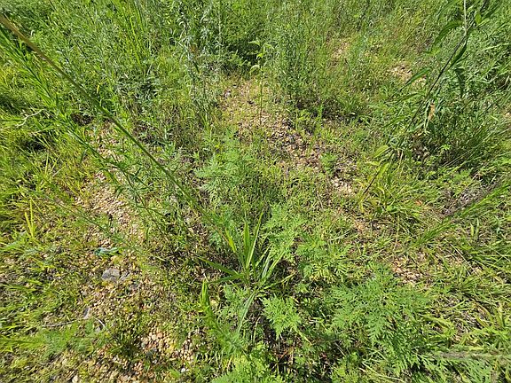 Herbaceous plants provide browse for deer and bugging areas for turkey poults.