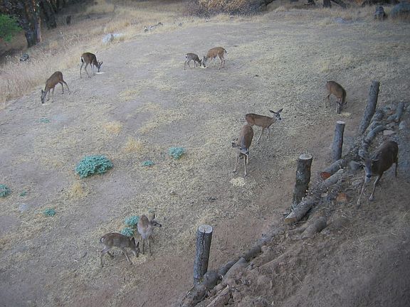 deer grazing on property
