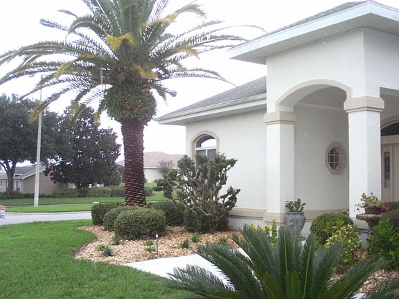 classic palm