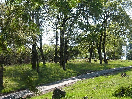 Oaks, madrones, manzanitas
