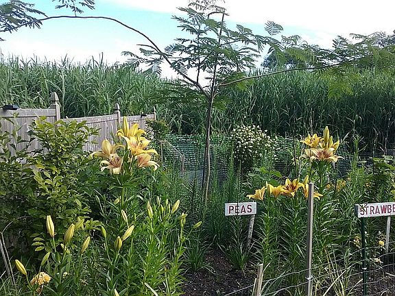 Manicured  gardens 
