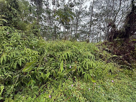 4th image of Forest Rd Lot 464