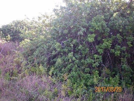 1st image of Kaulua St Lot 333