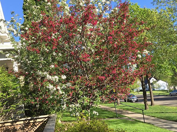 Cherry apple blossom tree