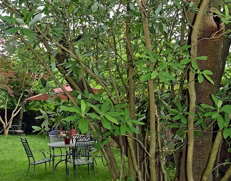 Under the magnolia tree